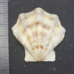 Flexopecten flexuosus