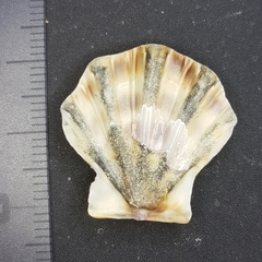 Flexopecten flexuosus