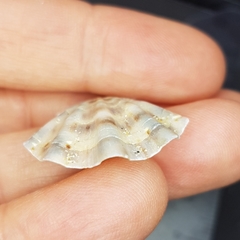 Flexopecten flexuosus