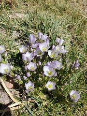 Gentianella multicaulis