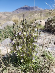Gentianella multicaulis