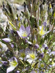 Gentianella multicaulis
