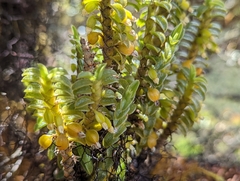 Fernandezia