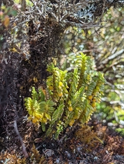 Fernandezia