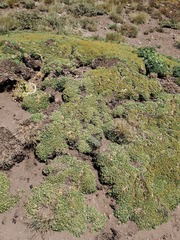 Azorella ruizii