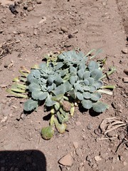 Gamocarpha scapigera