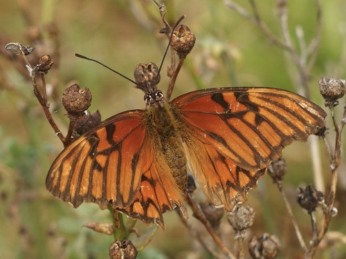 Andean Silverspot