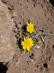 Hypochaeris laciniata