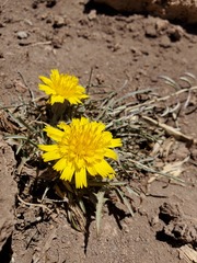 Hypochaeris laciniata