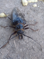 Anthracocentrus capensis