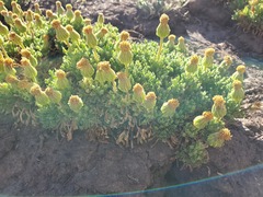 Senecio clarioneifolius
