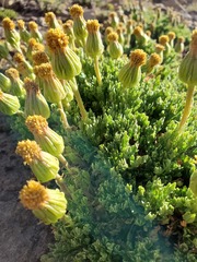 Senecio clarioneifolius