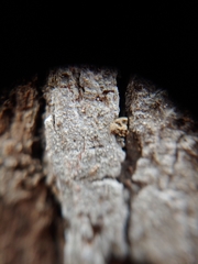 Nadvornikia sorediata