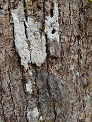 Nadvornikia sorediata