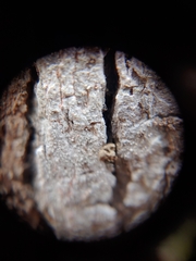 Nadvornikia sorediata