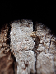 Nadvornikia sorediata