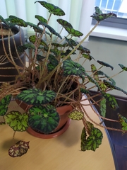 Begonia bowerae