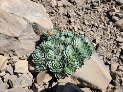 Moschopsis leyboldii