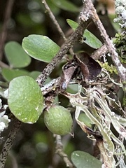 Pittosporum obcordatum