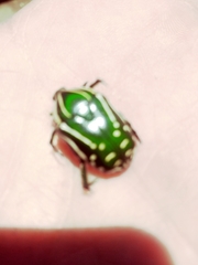 Rhabdotis semipunctata