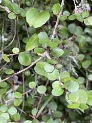 Pittosporum obcordatum