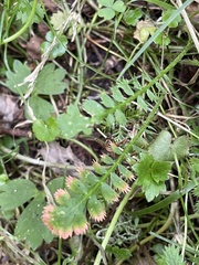 Leptinella squalida