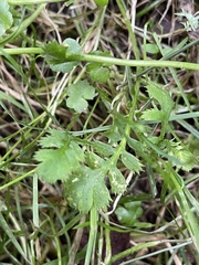 Leptinella squalida