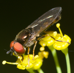 Platycheirus hyperboreus