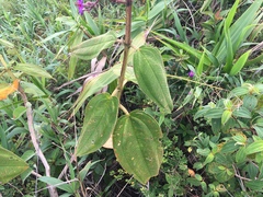 Pleroma heteromallum