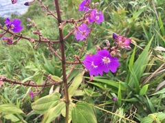 Pleroma heteromallum