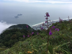 Pleroma heteromallum