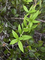 Hexasepalum sarmentosum