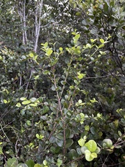 Myrcia citrifolia
