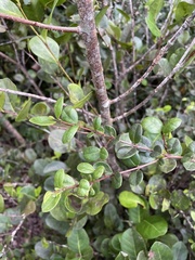 Myrcia citrifolia