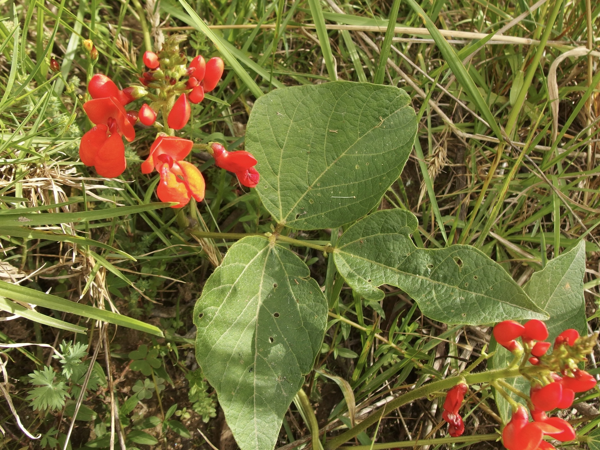 Phaseolus image