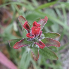 Castilleja arvensis image