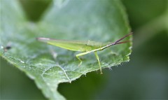 Atractomorpha australis