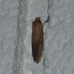 Acrolophus propinqua