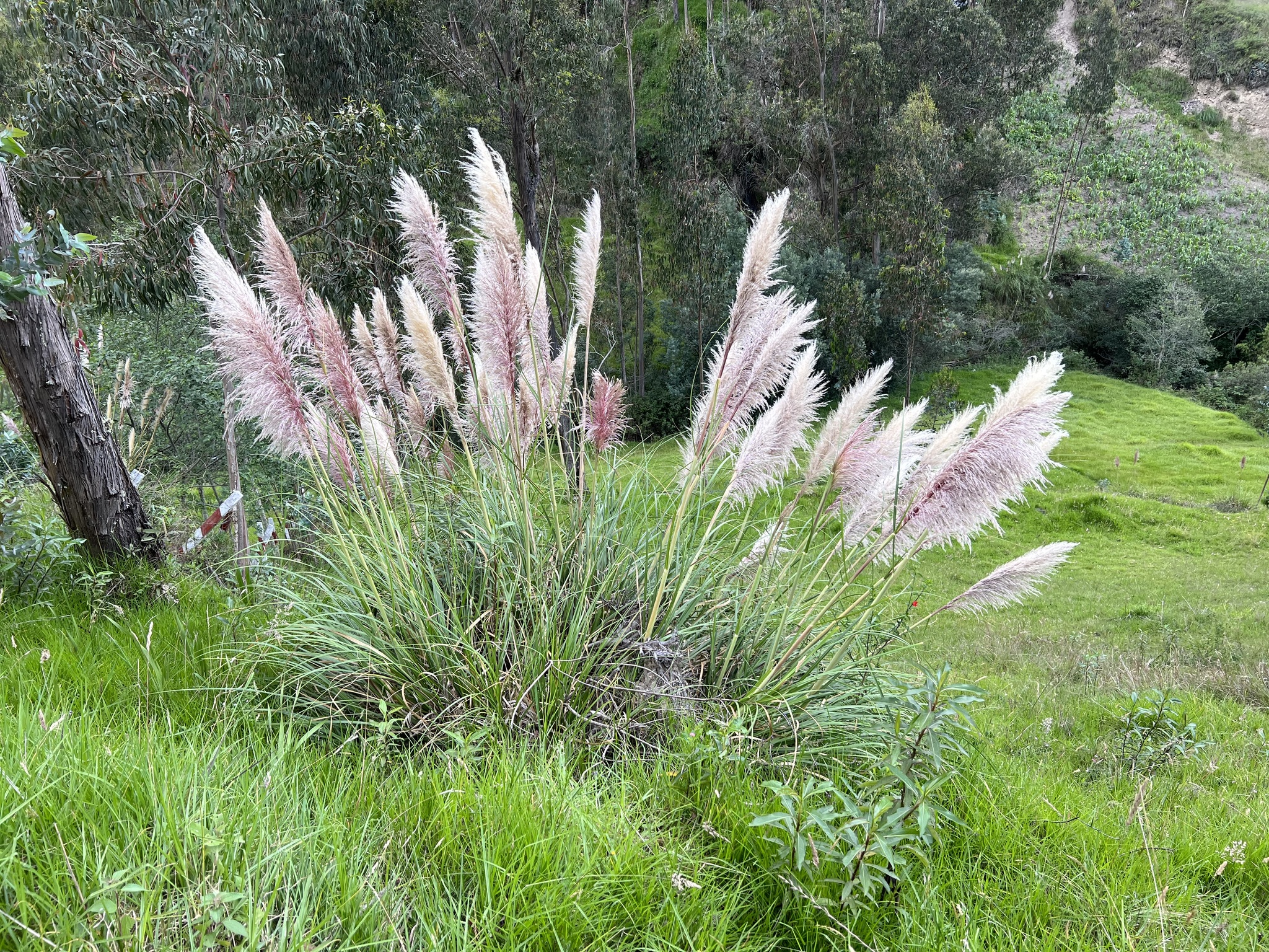 Castilleja image