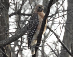 Buteo lineatus