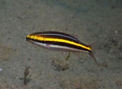 Pentapodus paradiseus