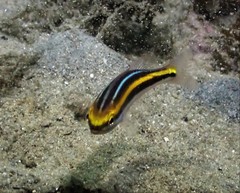 Pentapodus paradiseus