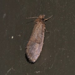 Acrolophus propinqua