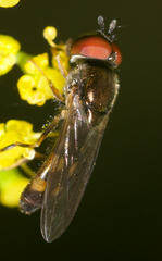 Platycheirus hyperboreus