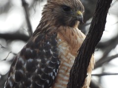 Buteo lineatus