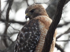 Buteo lineatus