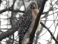 Buteo lineatus