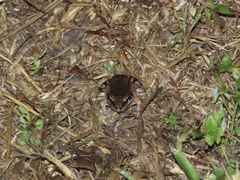 Leptodactylus albilabris
