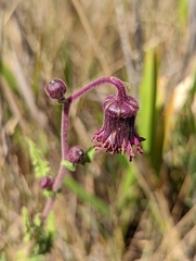 Senecio formosoides