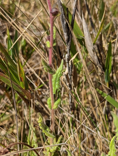 Senecio formosoides, photograph 2